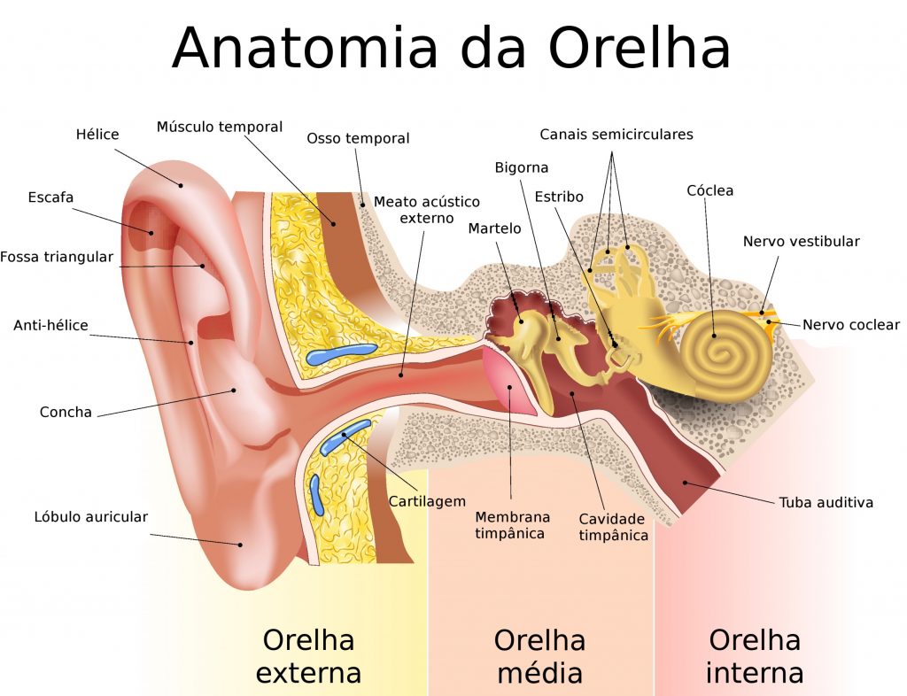 Anatomia da orelha - ruído
